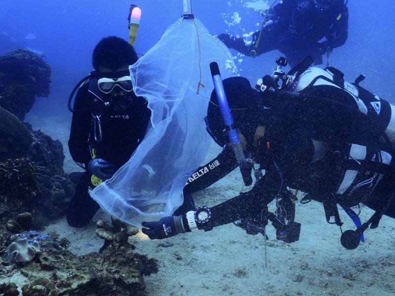 台達攜手海生館育種耐熱珊瑚 科技養殖助力珊瑚復育。（台達提供）