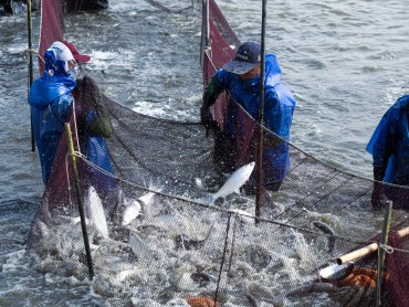 泓德能源漁電共生雙贏 星源漁業並取得5項養殖專利