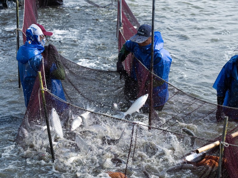 泓德能源漁電共生雙贏 星源漁業並取得5項養殖專利。（泓德提供）