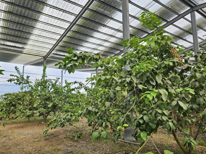 麗升實踐以農為本 農電一地兩用完美升級 綠能結合智慧農業展現成果。（麗升提供）